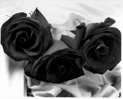 Noir Rose